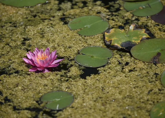 Db Le Del Lido 4* Venedig-Lido